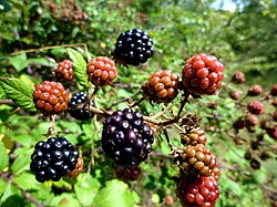 RUBUS ULMIFOLIUS - MORROCURT - MORROCURT - IB-086 (Esbarzer).JPG