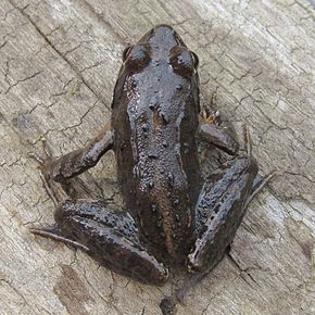 Opis zdjęcia Raninae Rana R ornativentris Montane brown frog.jpg.
