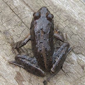 Описание изображения Raninae Rana R ornativentris Montane brown frog.jpg.