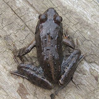 <span class="mw-page-title-main">Montane brown frog</span> Species of amphibian