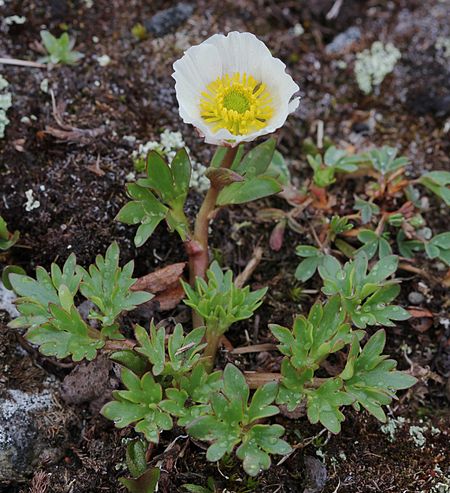 Beckwithia glacialis