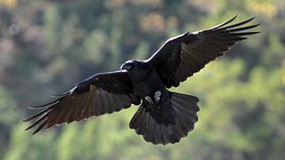 Raven (Corvus corax) (2).JPG