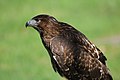 Red-tailed Hawk Buteo jamaicensis 2423.jpg