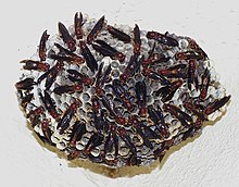 Polistes annularis at a mature nest RedWaspNest cropped.jpg