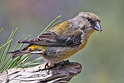 Red Crossbill (Female).jpg