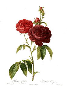Redoute - Rosa gallica purpuro-violacea magna.jpg