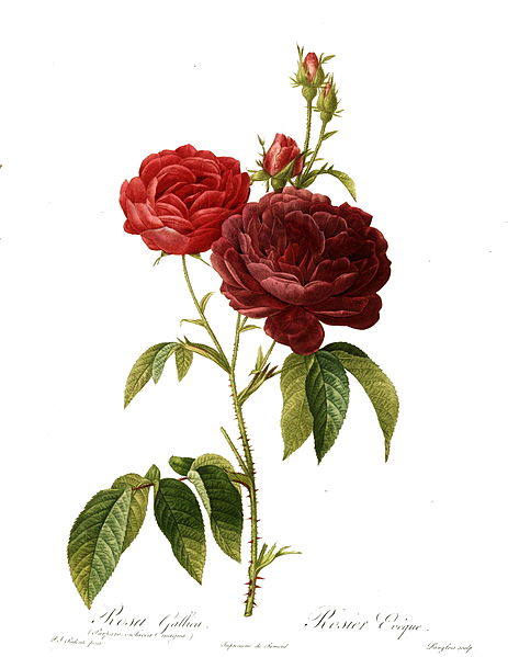 File:Redoute - Rosa gallica purpuro-violacea magna.jpg