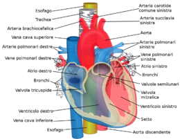 Relaties van de aorta, luchtpijp, slokdarm en andere hartstructuren-ITA.png