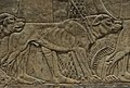 Relief of a dog from a lion hunting scene from the North Palace of Ashurbanipal, British Museum, London (14942720240).jpg
