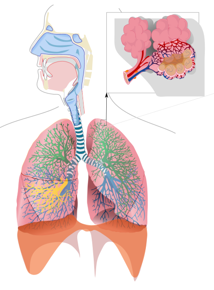 File:Respiratory system complete no labels.svg