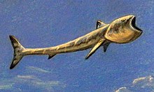 Rhinconichthys.jpg