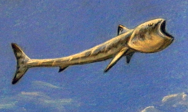 File:Rhinconichthys.jpg