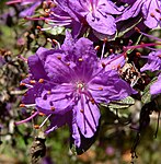 Rododendron polycladum 3. jpg