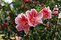 * Nomination Flowers of Rhododendron simsii. Prenn 18:05, 7 February 2013 (UTC) * Promotion Good quality. --Poco a poco 18:29, 7 February 2013 (UTC)