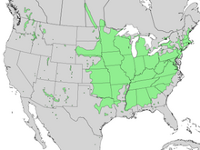 Rhus glabra Range Map 4.png