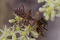 Assassin bug