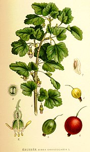 Ribes grossularia L..jpg