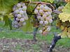 Riesling sur pied de vigne