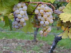 Grappes de riesling B.