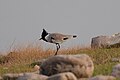 * Nomination River lapwing in Khatiyar, Himachal Pradesh. --Satdeep Gill 17:14, 13 March 2022 (UTC) * Decline  Oppose not sharp --Charlesjsharp 20:40, 13 March 2022 (UTC)