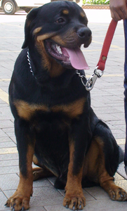 Rottweiler