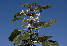 Rogeria longiflora2.jpg