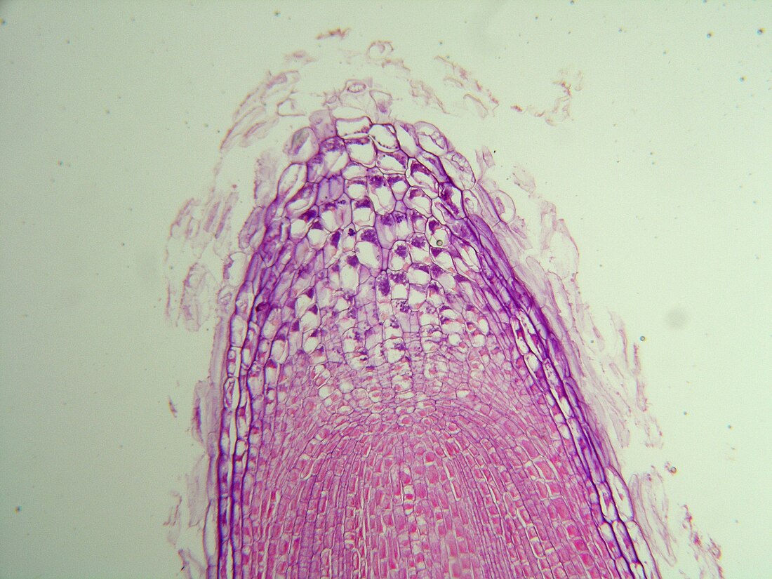 File:Root tip.JPG