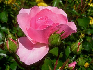 <i>Rosa</i> Bonica 82 Pink shrub rose cultivar