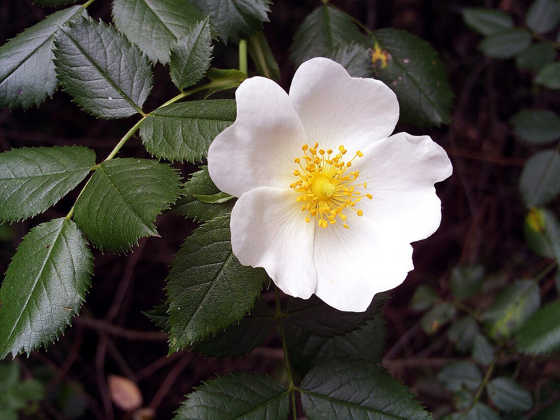 Rosa pouzinii