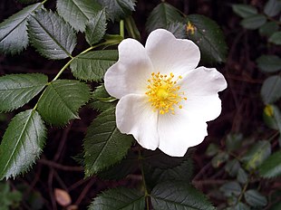 Blomst af Rosa pouzinii