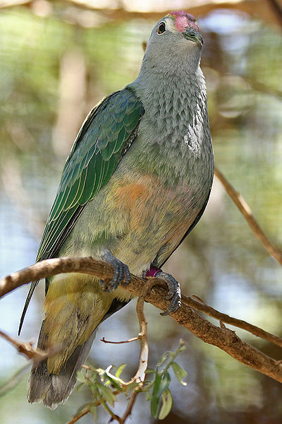 File:Rose-Crowned-Fruit-Dove,-Vic,-3.1.2008.jpg