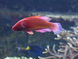 Rosy-scales fairy-wrasse Species of fish