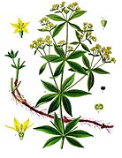 Madder (Rubia tinctorum) plant