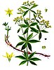 Madder (Rubia tinctorum) گیاه