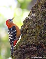 Rufous-bellied Woodpecker (male).jpg
