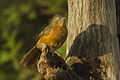 Rufous Chatterer - Mara - Kenya NH8O6214 (19360836989).jpg