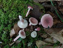 Russula subtilis Burlingham 1059615.jpg