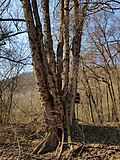Sázava-Černé Budy - památný strom Jilm na Votočnici (březen 2022) (1).jpg