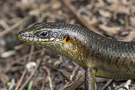 Trachylepis thomensis (São Tomé skink) head