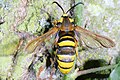 De hoornaarvlinder imiteert een wespentaille.