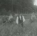 Skörd i Taxinge socken, 1900-tal.