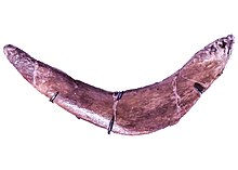 With the correct furcula in place, the shoulders are lowered and meet in the middle of the chest - bringing the arms closer to the ground. SUE FM 2081 T rex furcula.jpg