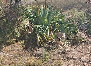 Sabal minor - Wikipedia