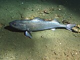 Sablefish resting on soft sediment 991 feet deep