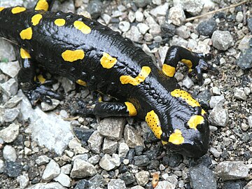 S. s. salamandra