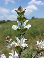 Blommor i pyramidform