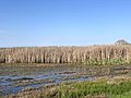 Wetlands part of the San Luis National Wildlife Refuge