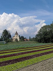 One of the island's many vegetable fields with Sankt Georg Kirche in the background