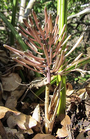 Sansevieria canaliculata 1 (5848941269).jpg