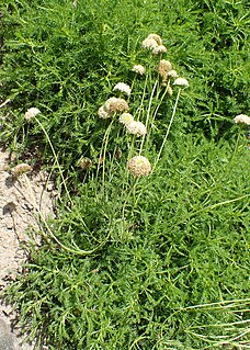 <i>Santolina pinnata</i> Species of plant in the genus Santolina